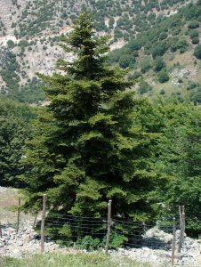 Abies_nebrodensis