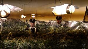 piantagione di cannabis