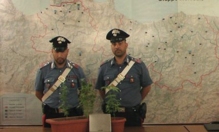Coltivava Marijuana sul balcone di casa, arrestato dai Carabinieri ventiquattrenne di Monreale