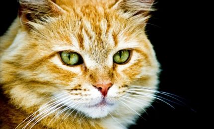 Concorso fotografico sui gatti a Termini Imerese