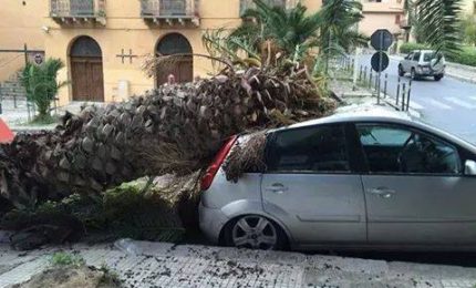 Termini Imerese: Cade una palma infetta e distrugge auto parcheggiata