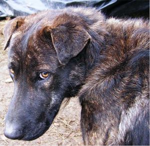 In Sicilia oltre 60mila cani randagi, è emergenza