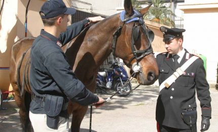 Blitz delle Forze dell'Ordine contro le corse clandestine di cavalli