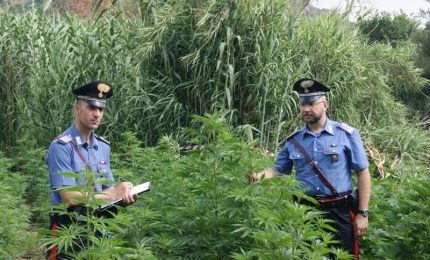 Ventimiglia di Sicilia: scoperta maxi piantagione di cannabis, due arresti