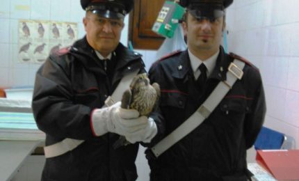 Falco pellegrino ferito da un bracconiere, salvato dai Carabinieri