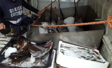 Sequestrati 300 chili di prodotti ittici