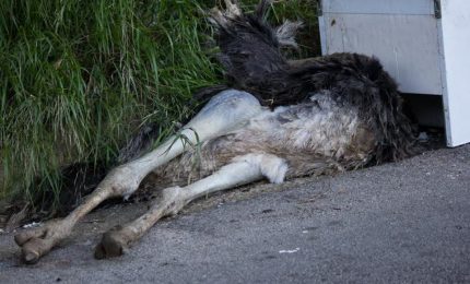 La carcassa di uno struzzo tra i rifiuti a Monreale