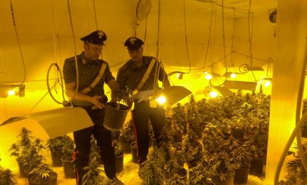 200 piante di cannabis in cantina, arrestato 41 enne