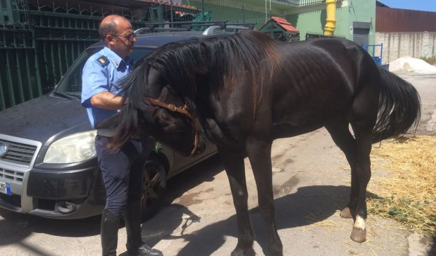 Ritrovato cavallo vagante a Palermo