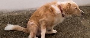 Amici a 4 zampe: patologie delle basse vie urinarie nel cane e nel gatto