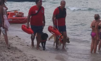 Mondello: cani di salvataggio in azione [VIDEO]