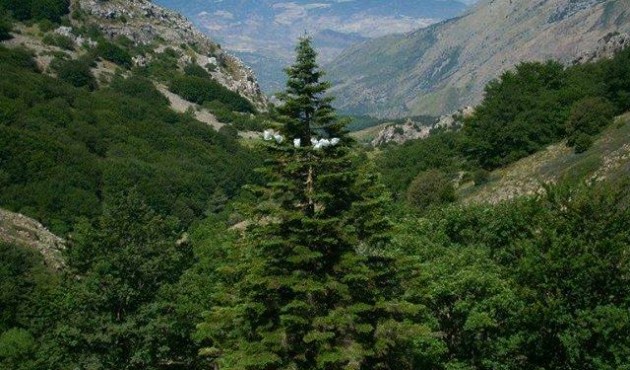 Abies Nebrodensis, la resilienza in natura