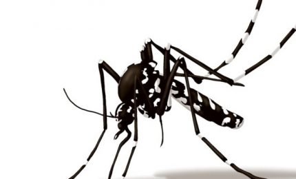 Zanzara tigre, torna l'allarme del virus Chikungunya
